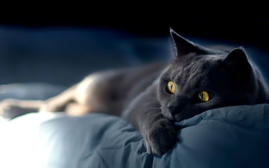 Обои на рабочий стол Взгляд кота полный ужаса