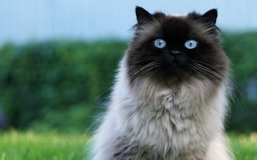 Обои на рабочий стол Сиамская кошка на фоне природы