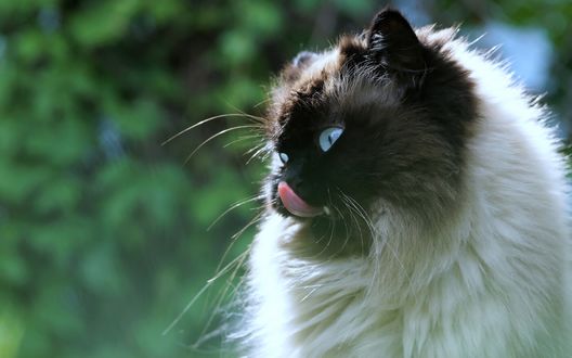 Обои на рабочий стол Сиамская кошка облизывается