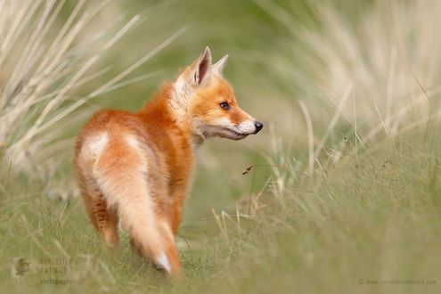 Обои на рабочий стол Лиса в траве, фотограф Roeselien Raimond