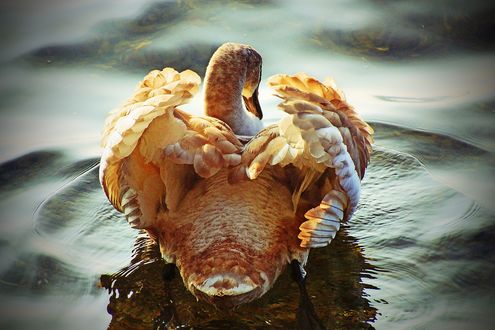 Обои на рабочий стол Лебедь на воде, by MT-Photografien