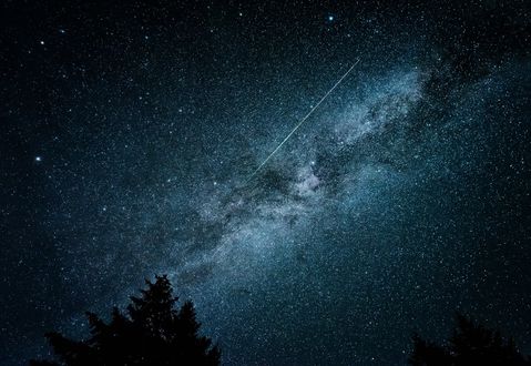Обои на рабочий стол Макушки деревьев на фоне ночного неба