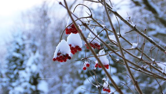 Обои на рабочий стол Веточки рябины в снегу, by indrekvaldek