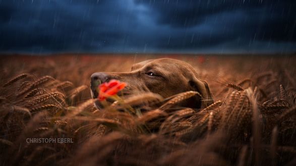 Обои на рабочий стол Собака в поле ржи, фотограф Christoph Eberl