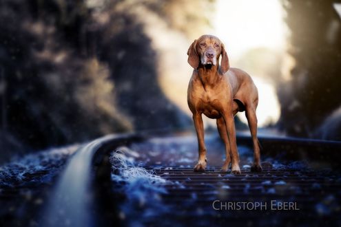 Обои на рабочий стол Веймарская легавая стоит на железной дороге, фотограф Christoph Eberl