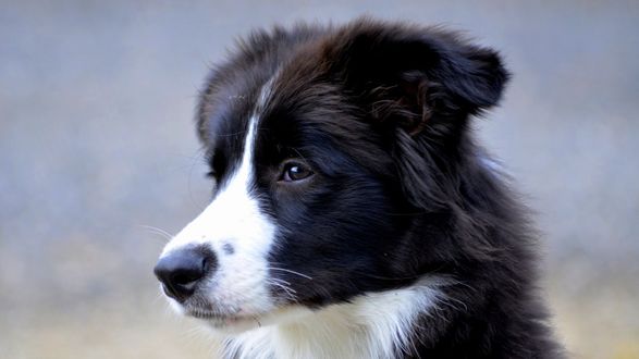 Обои на рабочий стол Британская овчарка на размытом фоне