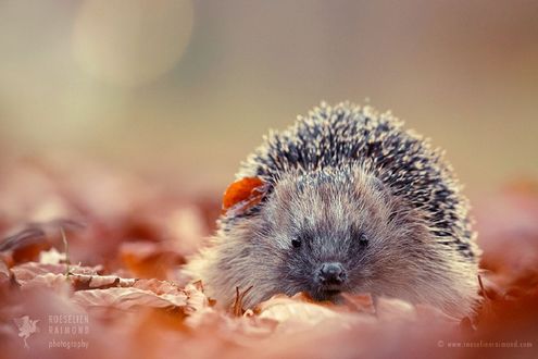 Обои на рабочий стол Ежик на осенней листве, фотограф Roeselien Raimond