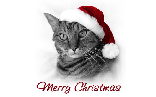 Обои на рабочий стол Кот Санта в шапочке на белом фоне (Merry Christmas / Веселого Рождества)