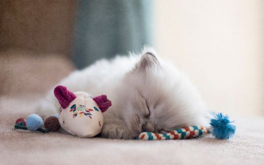 Обои на рабочий стол Котенок спит рядом с игрушкой-мышкой