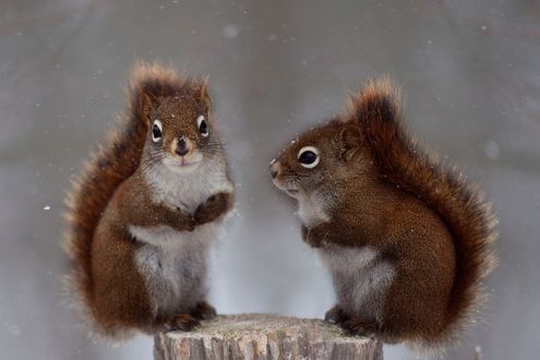 Обои на рабочий стол Две белки стоят на задних лапках на пне, фотограф Andre Villeneuve