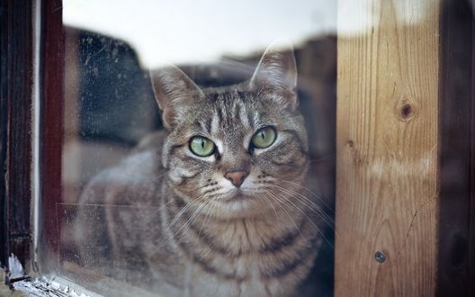 Обои на рабочий стол Полосатый кот лежит на подоконнике и смотрит в окно