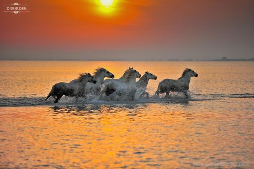 Обои на рабочий стол Лошади в воде на фоне заката, фотограф Marijan Vuсiс
