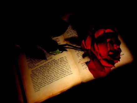 Обои на рабочий стол Красная роза на книге в темноте