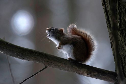 Обои на рабочий стол Белка на задних лапках стоит на ветке дерева, фотограф Andre Villeneuve