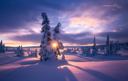 Обои на рабочий стол Солнце освещает природу в снегу, фотограф Jоrn Allan Pedersen