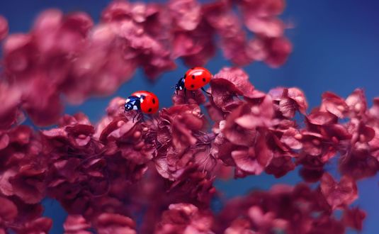 Обои на рабочий стол Божьи коровки на веточке цветов, фотограф Elena Andreeva