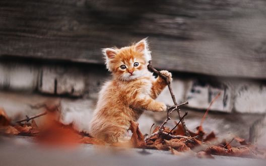 Обои на рабочий стол Рыжий котенок играет с сухой веточкой среди осенних листьев, фотограф Афиногенова Татьяна