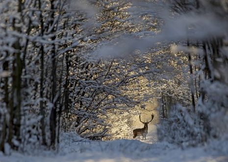 Обои на рабочий стол Олень в зимнем лесу, фотограф Darius Babelis
