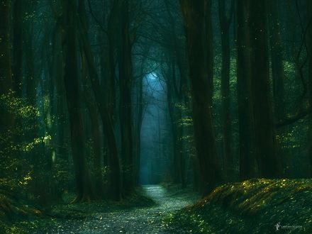 Обои на рабочий стол Волшебный таинственный лес, фотограф Lars van de Goor