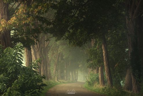 Обои на рабочий стол Грунтовая дорога в туманном лесу, фотограф Janek Sedlar / Янек Седлар