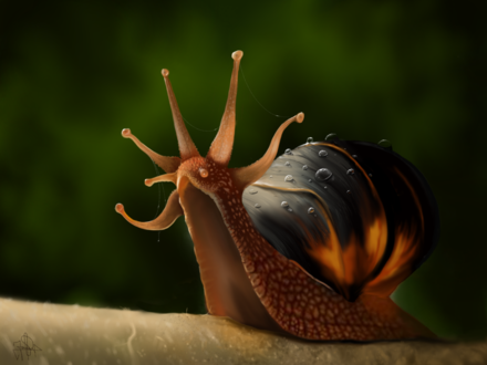 Обои на рабочий стол Улитка на размытом фоне, by Snail King
