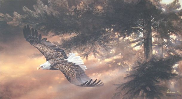 Обои на рабочий стол Орел пролетает около сосен, by Duane Geisness
