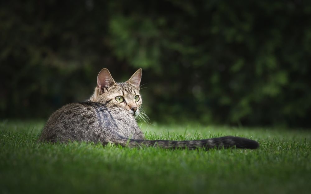 Обои для рабочего стола Полосатый кот лежит на зеленой траве