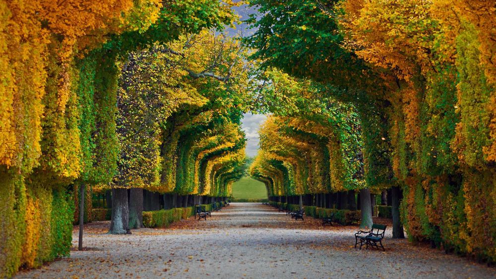 Обои для рабочего стола Подстриженные в форме арки, деревья в осеннем парке, Shionbrun, Вена / Vena, Австрия