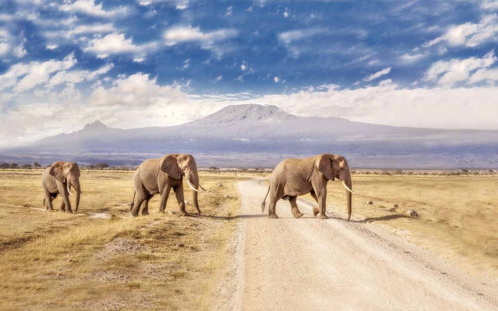 Обои для рабочего стола Кения, национальный парк Амбосели, слоны переходят дорогу