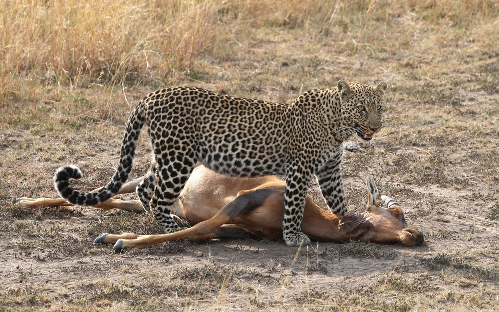Обои для рабочего стола Леопард напал на антилопу