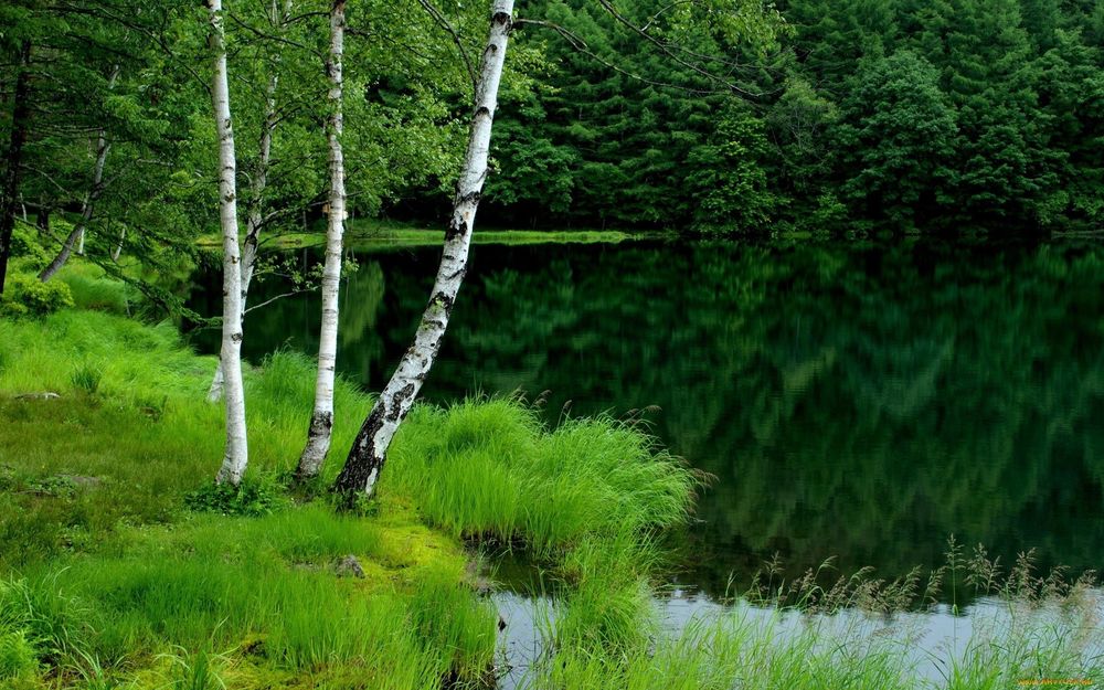 Береза над водой фото