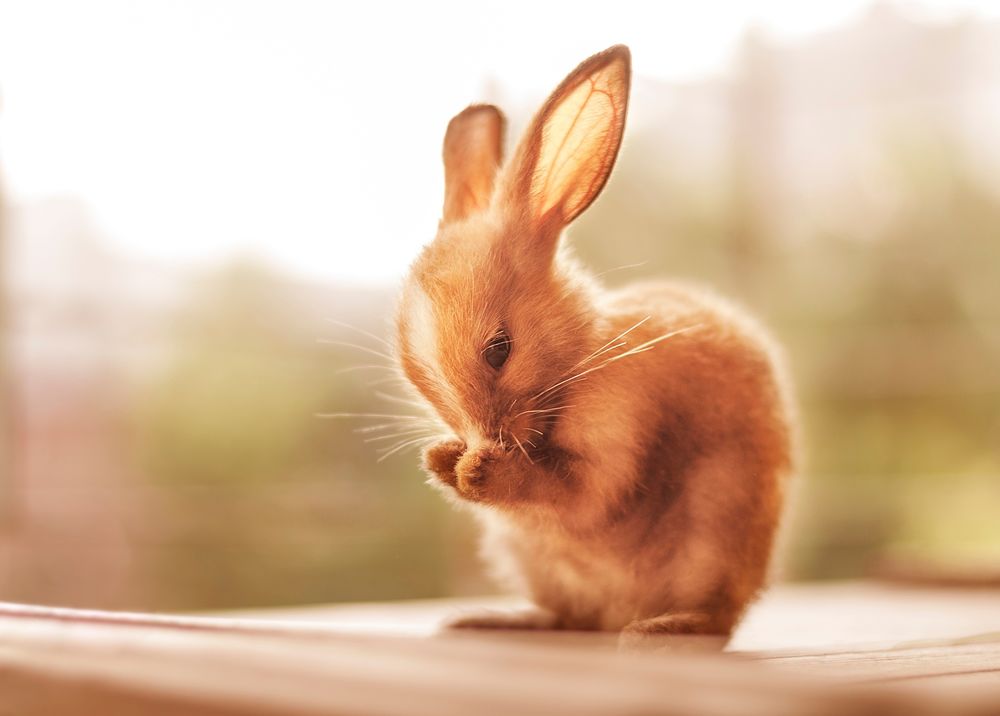 Обои для рабочего стола Рыжий крольчонок на размытом фоне, фотограф Ashraful Arefin