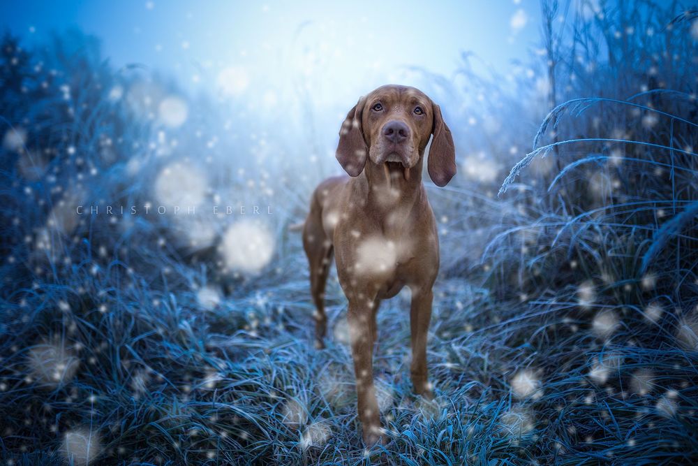 Обои для рабочего стола Пес стоит на траве, фотограф Christoph Eberl