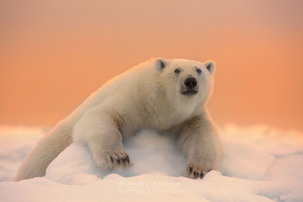 Обои для рабочего стола Белый медведь на льдине, фотограф Дмитрий Архипов