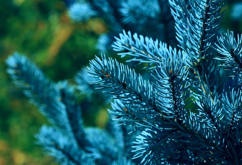 Обои для рабочего стола Ветки голубой ели