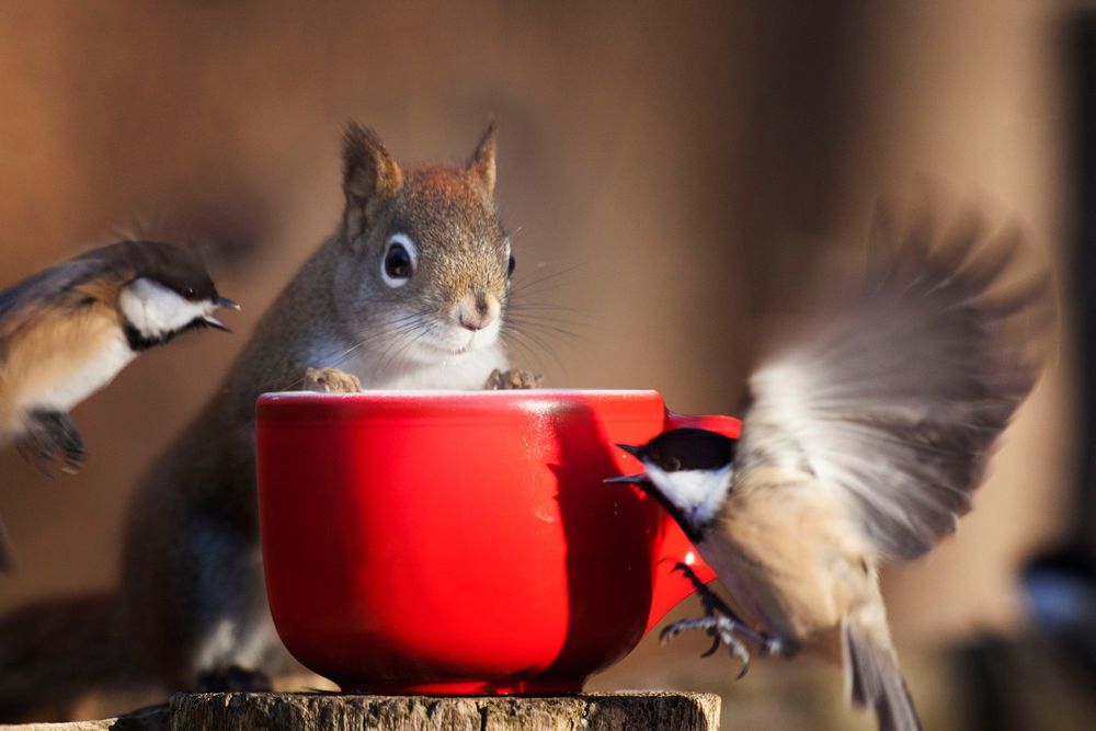 Обои для рабочего стола Белка с птицами у красной чашки, фотограф Andre Villeneuve