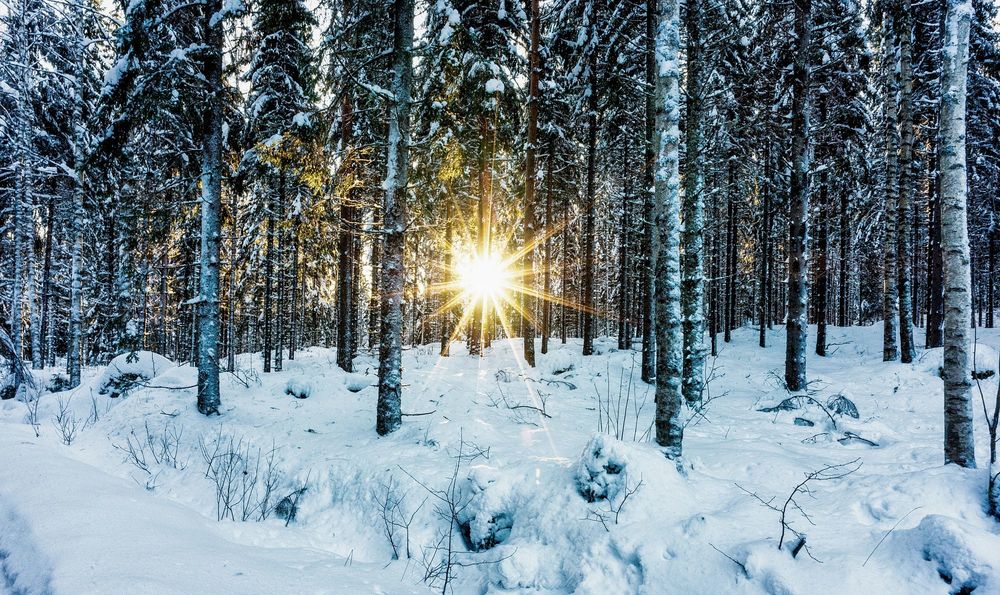Обои для рабочего стола Солнце освещает зимний лес, фотограф Anssi karilahti