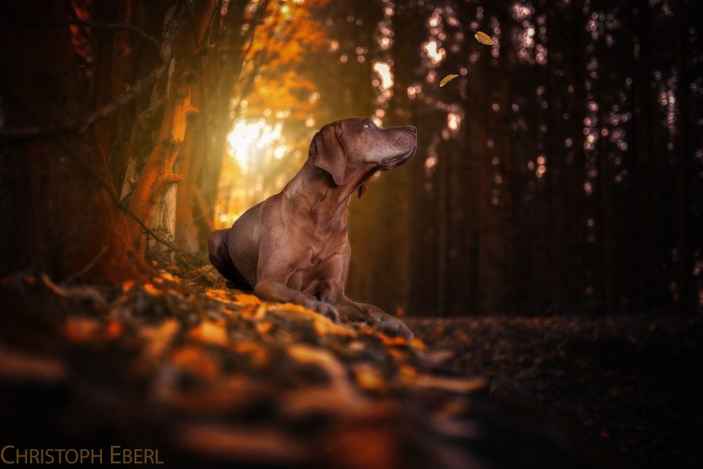 Обои для рабочего стола Веймарская легавая лежит на листве, фотограф Christoph Eberl