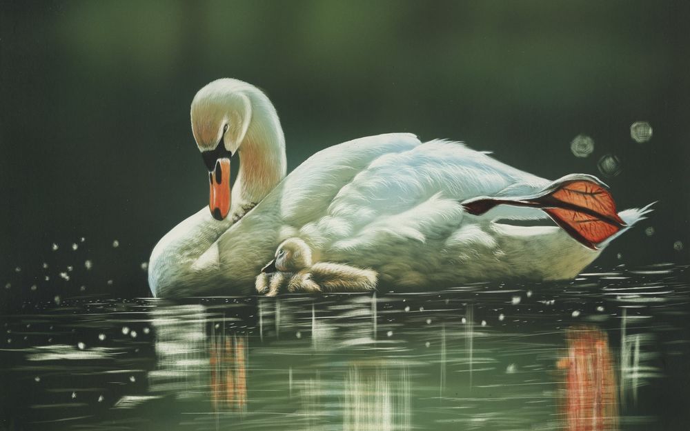 Обои для рабочего стола Белый лебедь с птенцом на воде, аrt by Shone Chacko
