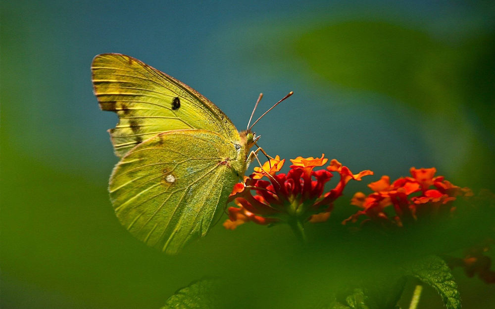 Лимонница желтая бабочка сидит. Бабочка лимонница крушинница. Бабочка лимонница на цветке. Фото бабочки на зеленом фоне. Бабочка лимонница на цветке фон.