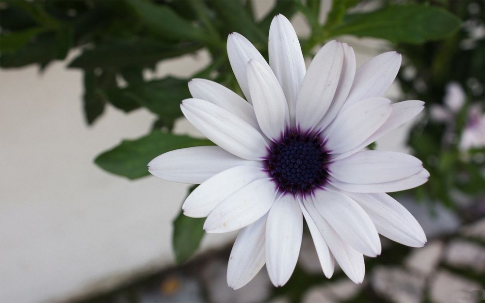 Обои для рабочего стола Красивый белый цветок African Daisy (Osteospermum)