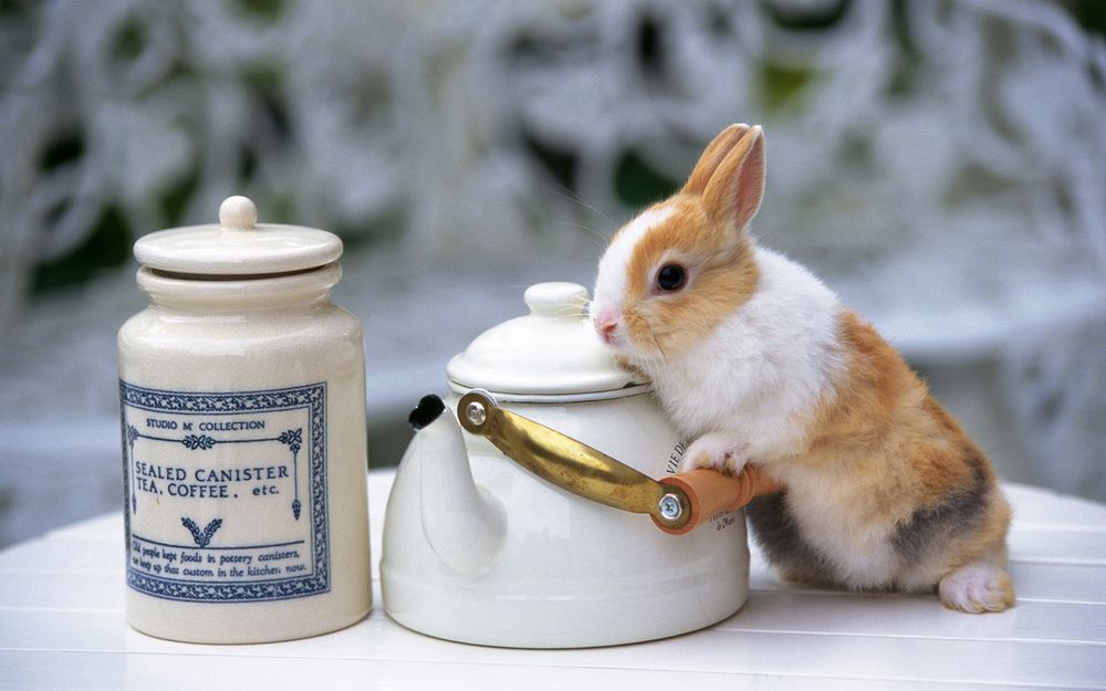 Обои для рабочего стола Гостеприимный кролик стоит возле чайника и баночки с кофе
