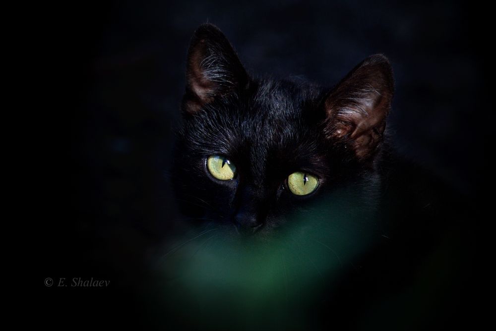 Обои для рабочего стола Кошка на черном фоне, фотограф Евгений