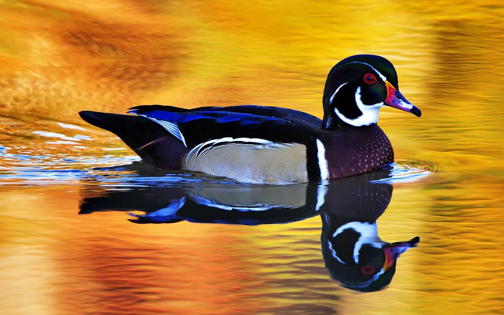 Обои для рабочего стола Mandarin Duck / Утка мандаринка плывет, отражаясь в воде