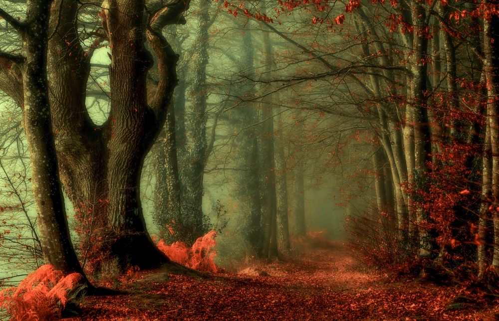 Обои для рабочего стола Осенний лес, окутанный туманом