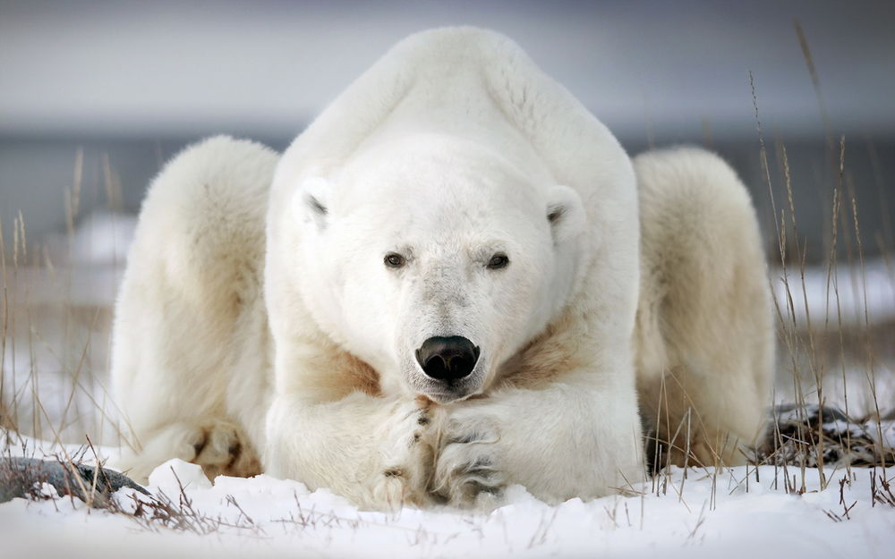 Обои для рабочего стола Белый медведь лежит на снегу