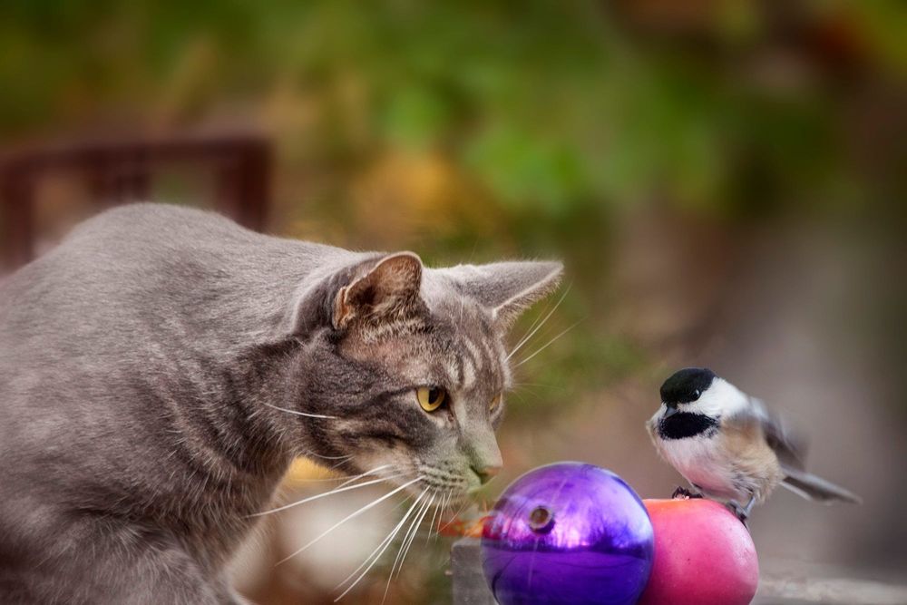 Обои для рабочего стола Дымчатый кот наблюдает за птицей, фотограф Andre Villeneuve