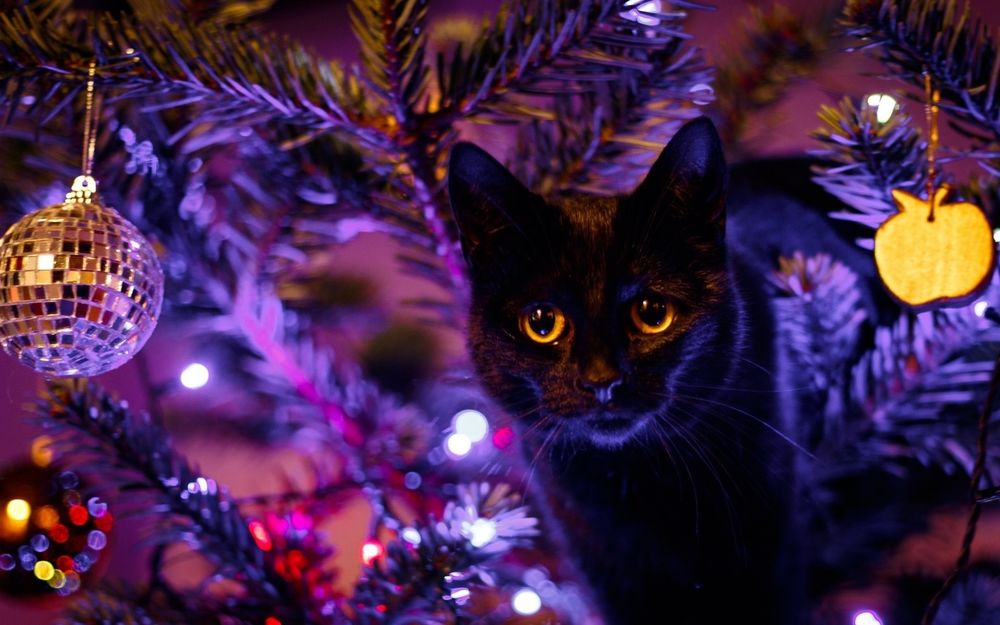 Обои для рабочего стола Черный кот стоит у новогодней елки
