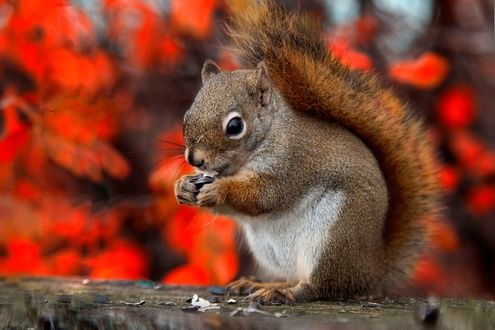 Обои на рабочий стол Белка с семечком в лапках, фотограф Andre Villeneuve