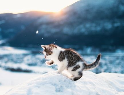 Обои на рабочий стол Котенок на снегу, фотограф Oscar Nilsson